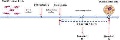 Comparison of the Effects of Browning-Inducing Capsaicin on Two Murine Adipocyte Models